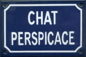 Chat perspicace