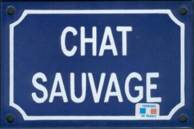 Chat sauvage