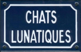 Chats lunatiques