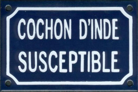 Cochon d'inde susceptible