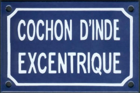 Cochon d'inde excentrique