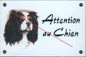 Cavalier king Charles 3 couleurs