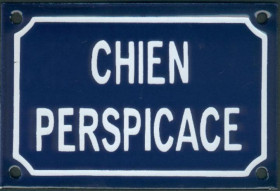 Chien perspicace