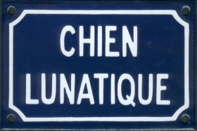 Chien lunatique