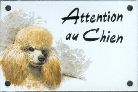 Caniche abricot (motif E abricot)